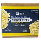 Kit champignons Pleurottes jaunes bio